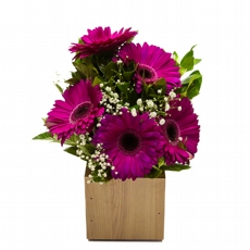 Arranjo de G�rberas Pink no Cachepot